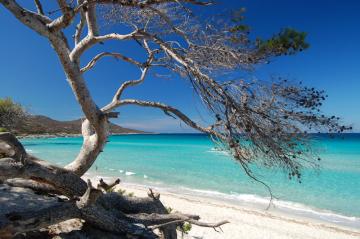 Saleccia
